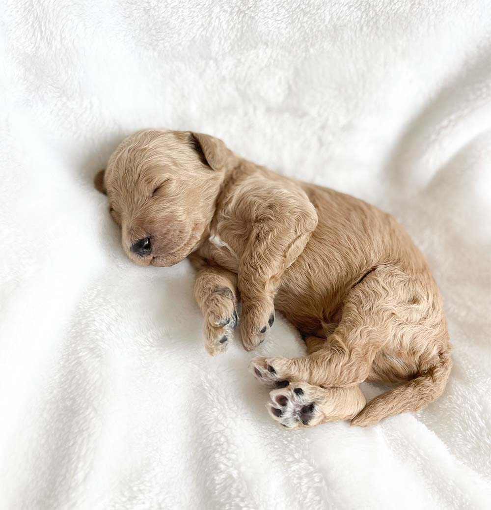 f1bb bernedoodle puppy bambi 1 week old apricot coat wavy fur