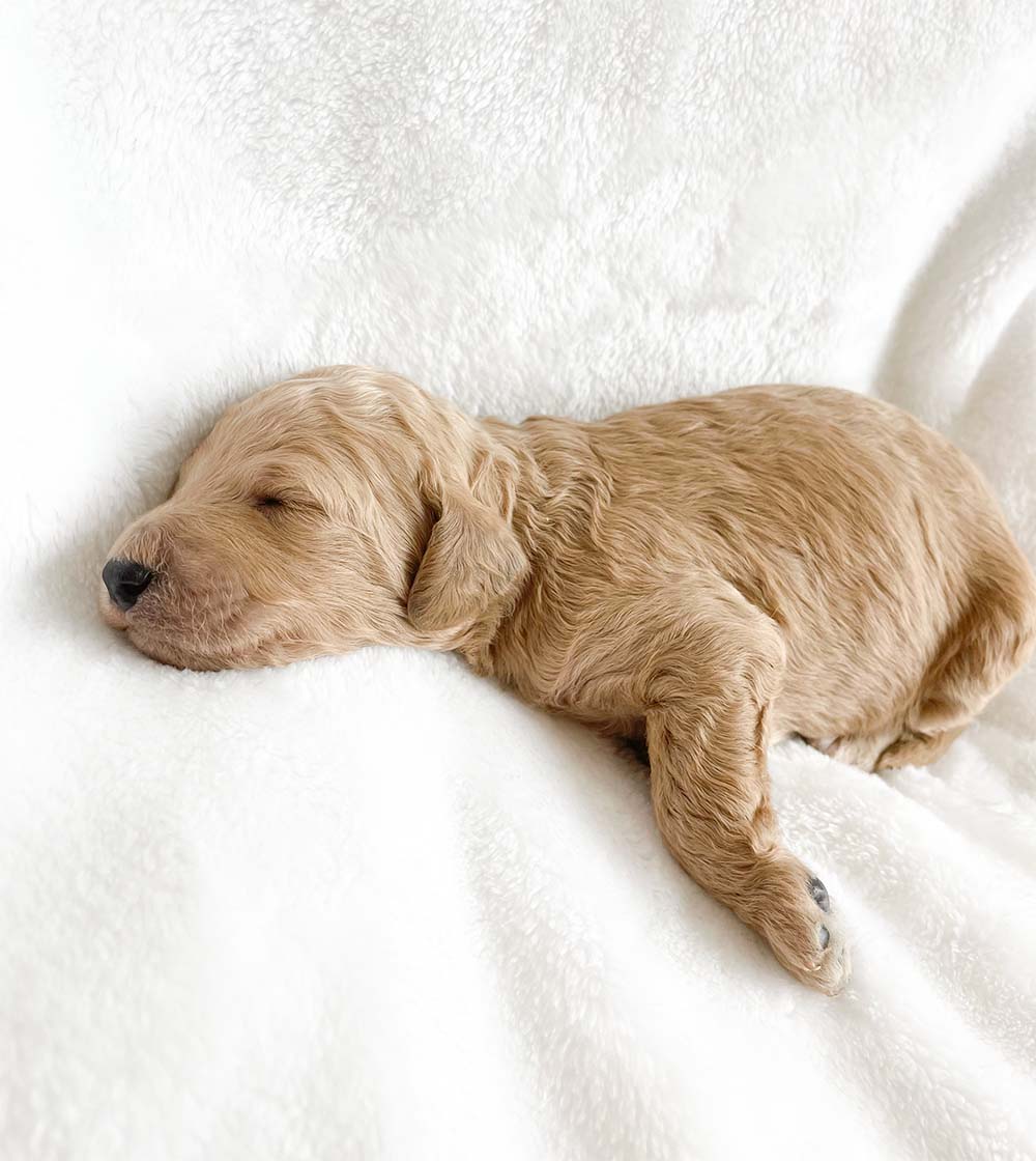 f1bb bernedoodle puppy bambi 1 week old apricot wavy coat