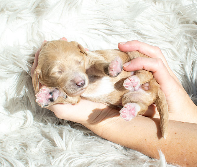 f1bb bernedoodle puppy belle 1 week old cream coat soft waves