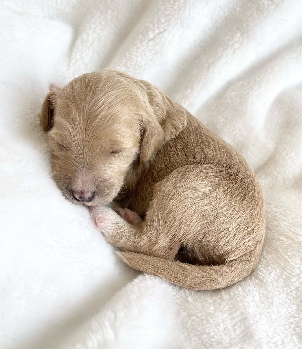 f1bb bernedoodle puppy belle 1 week old cream coat white markings