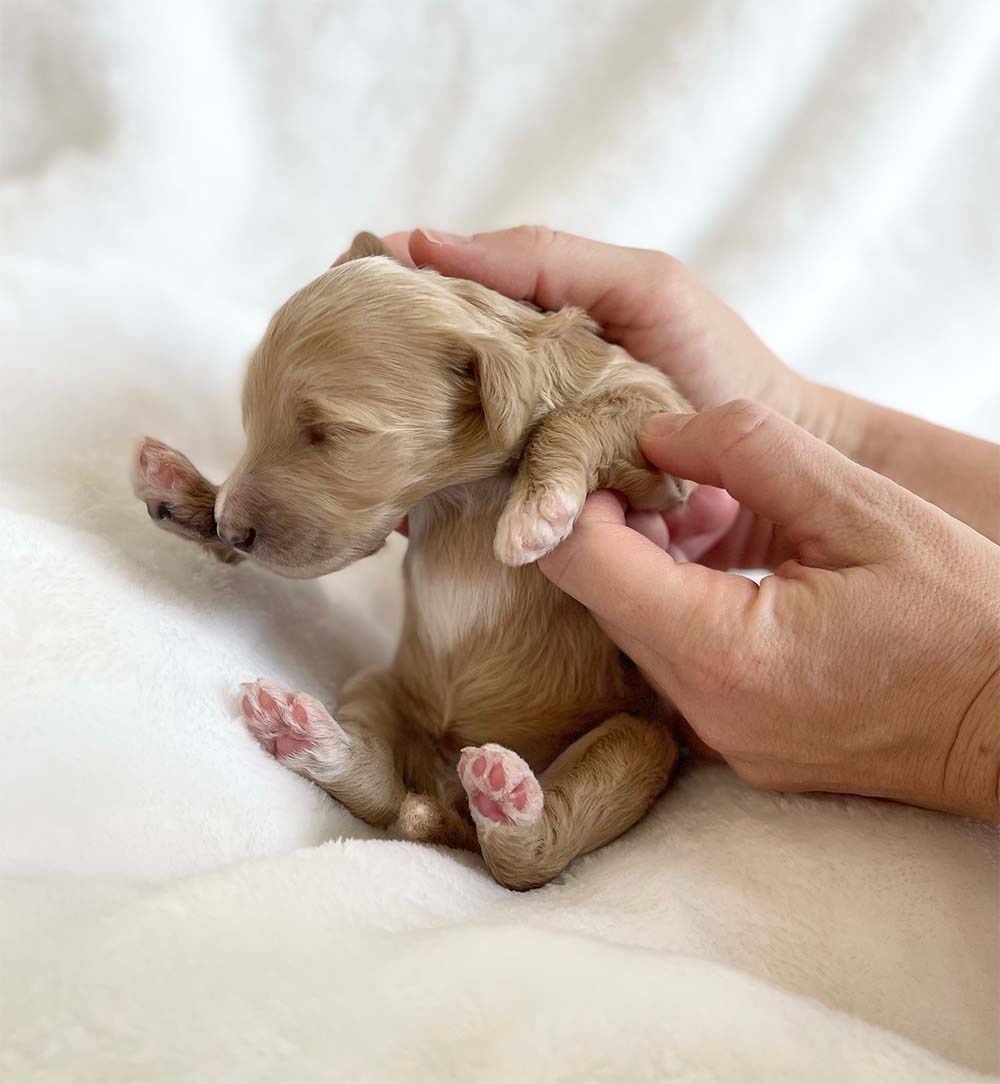 f1bb bernedoodle puppy belle 1 week old cream coat gentle waves