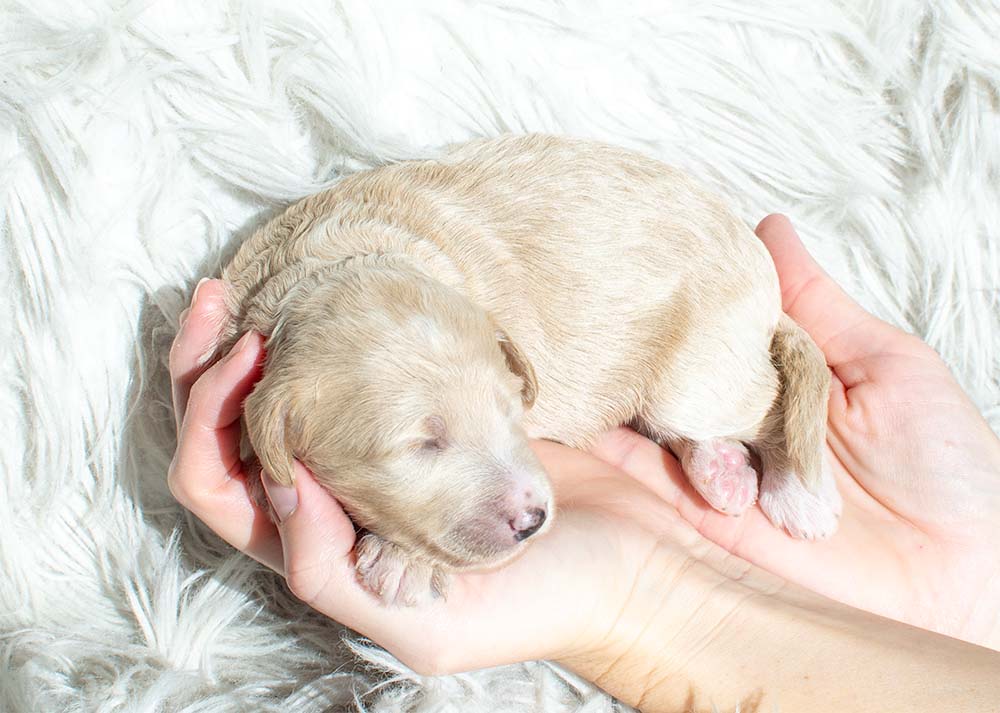 f1bb bernedoodle puppy cinderella 1 week old cream coat white highlights