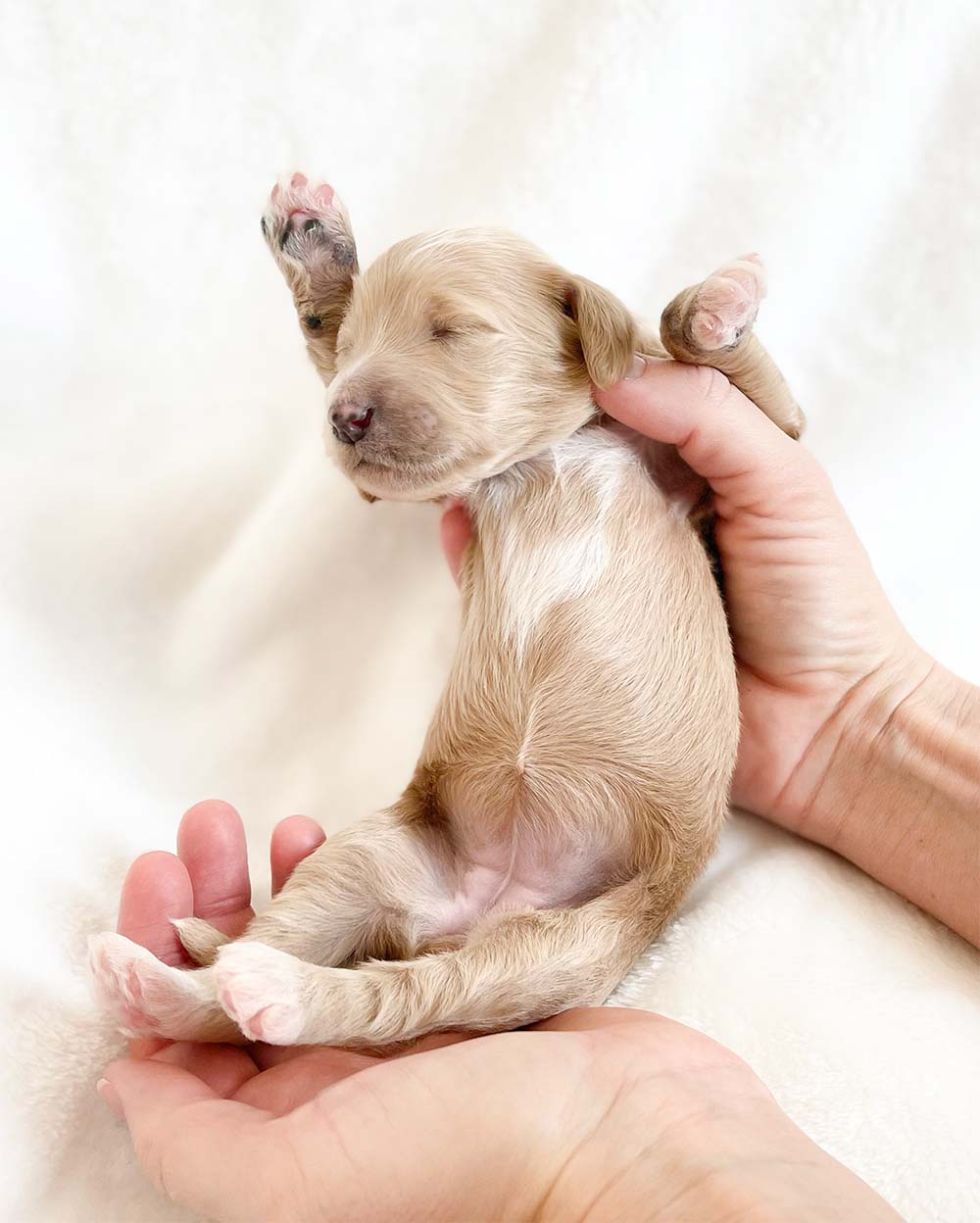 f1bb bernedoodle puppy cinderella 1 week old cream coat tiny features