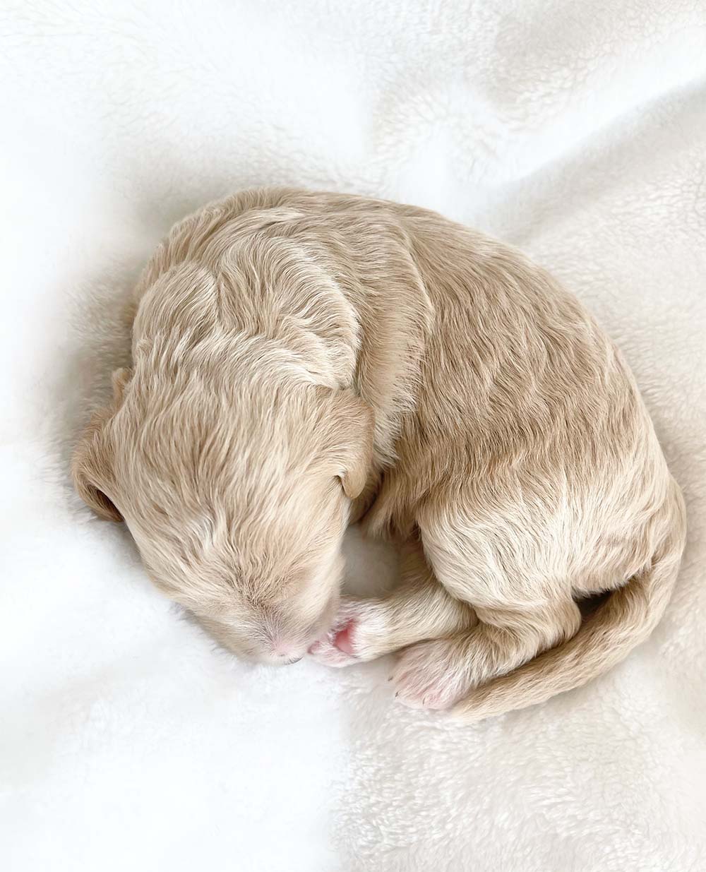 f1bb bernedoodle puppy cinderella 1 week old cream coat wavy fur