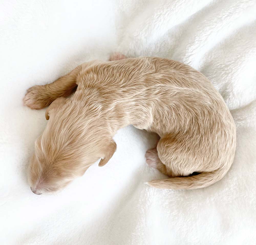 f1bb bernedoodle puppy cinderella 1 week old cream coat curled up