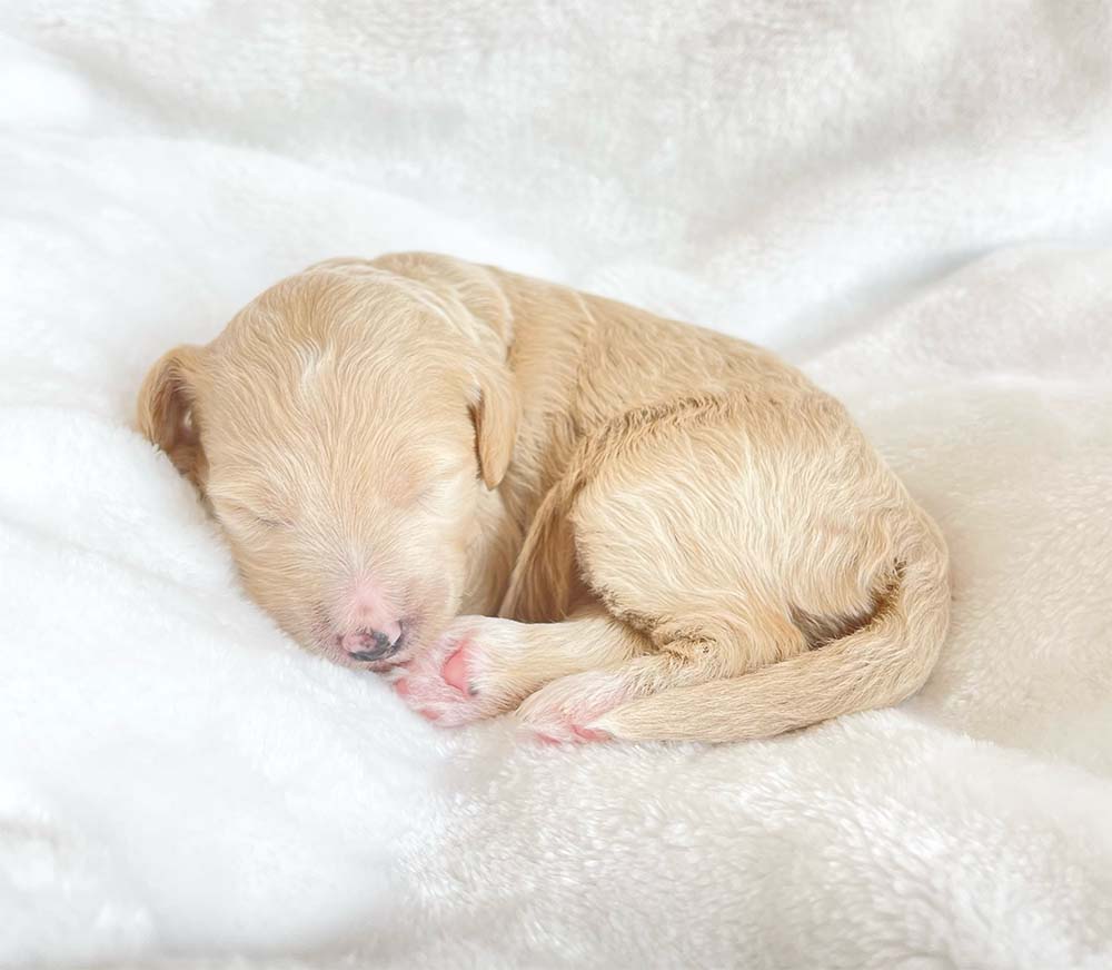 f1bb bernedoodle puppy cinderella 1 week old cream coat newborn pose