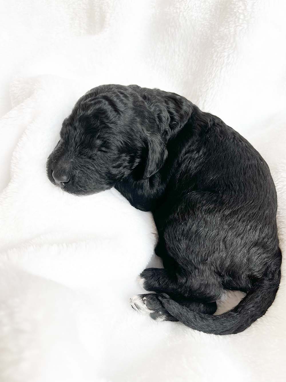f1bb bernedoodle puppy gus gus 1 week old black wavy coat