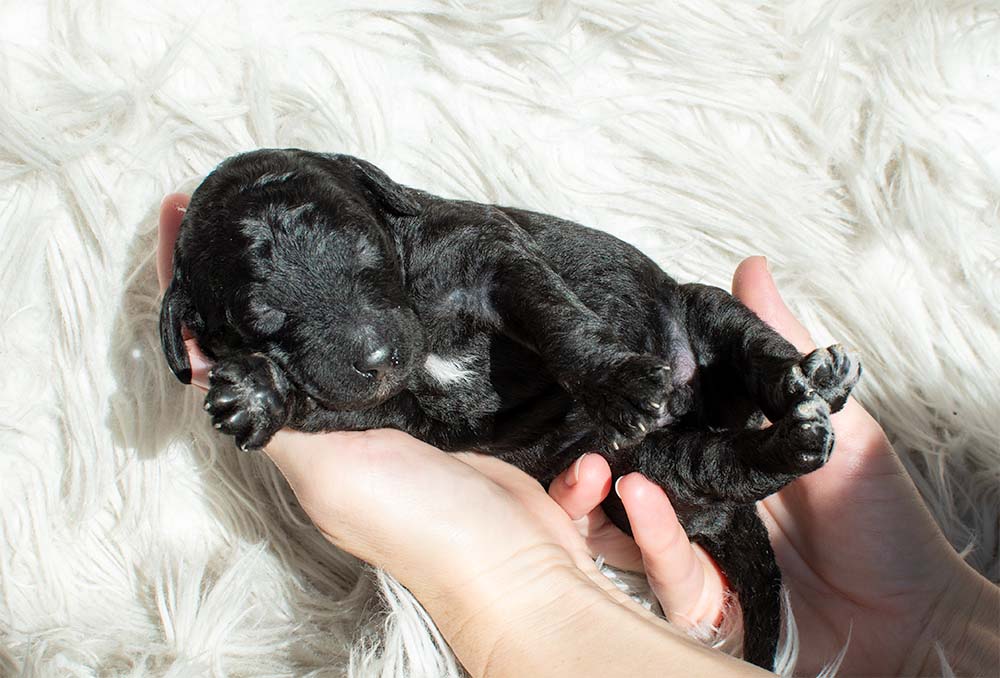 f1bb bernedoodle puppy gus gus 1 week old black coat newborn pose