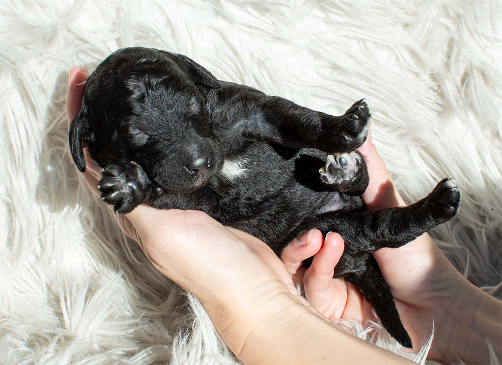 f1bb bernedoodle puppy gus gus 1 week old black coat tiny waves