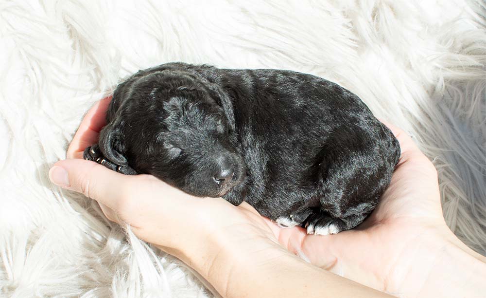 f1bb bernedoodle puppy gus gus 1 week old black coat newborn pose