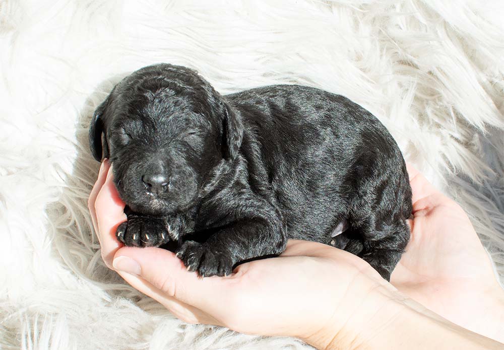 f1bb bernedoodle puppy gus gus 1 week old black coat curled up