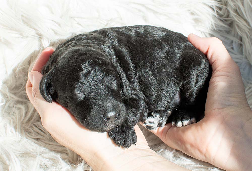 f1bb bernedoodle puppy gus gus 1 week old black coat white markings