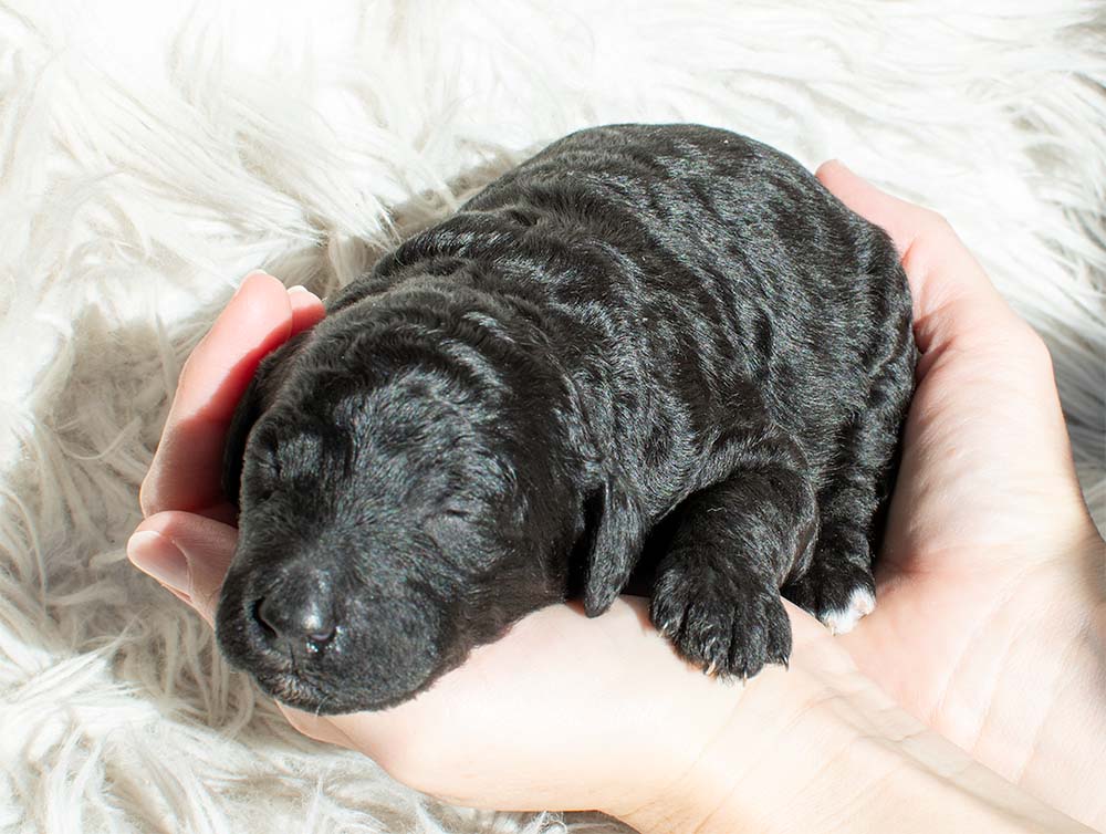 f1bb bernedoodle puppy gus gus 1 week old black wavy coat