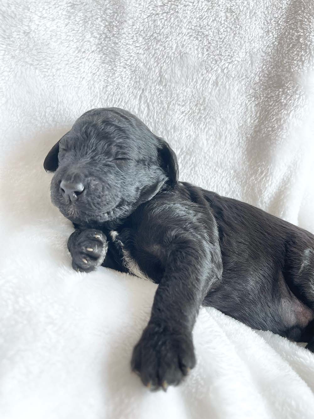 f1bb bernedoodle puppy gus gus 1 week old black coat newborn pose