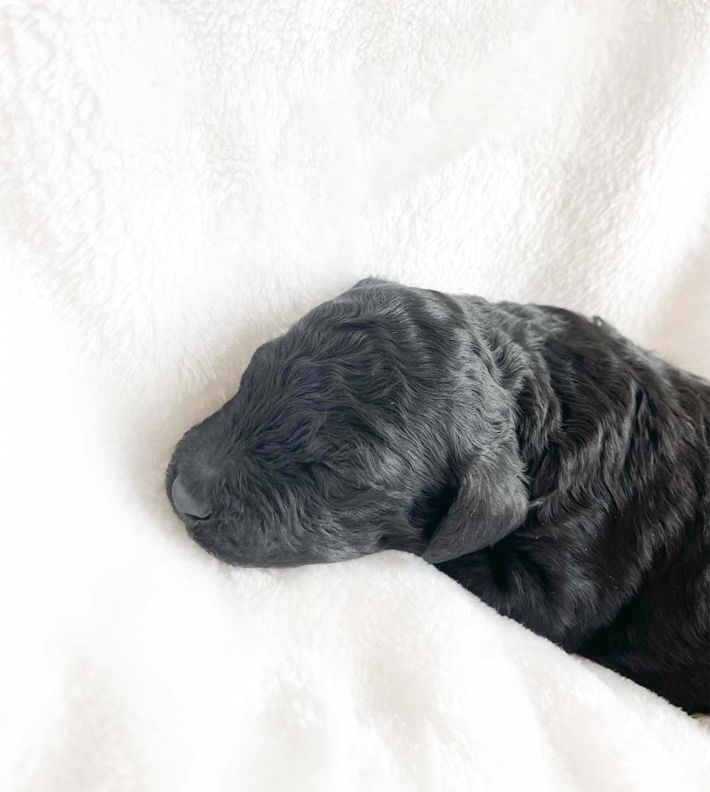 f1bb bernedoodle puppy gus gus 1 week old black coat white markings