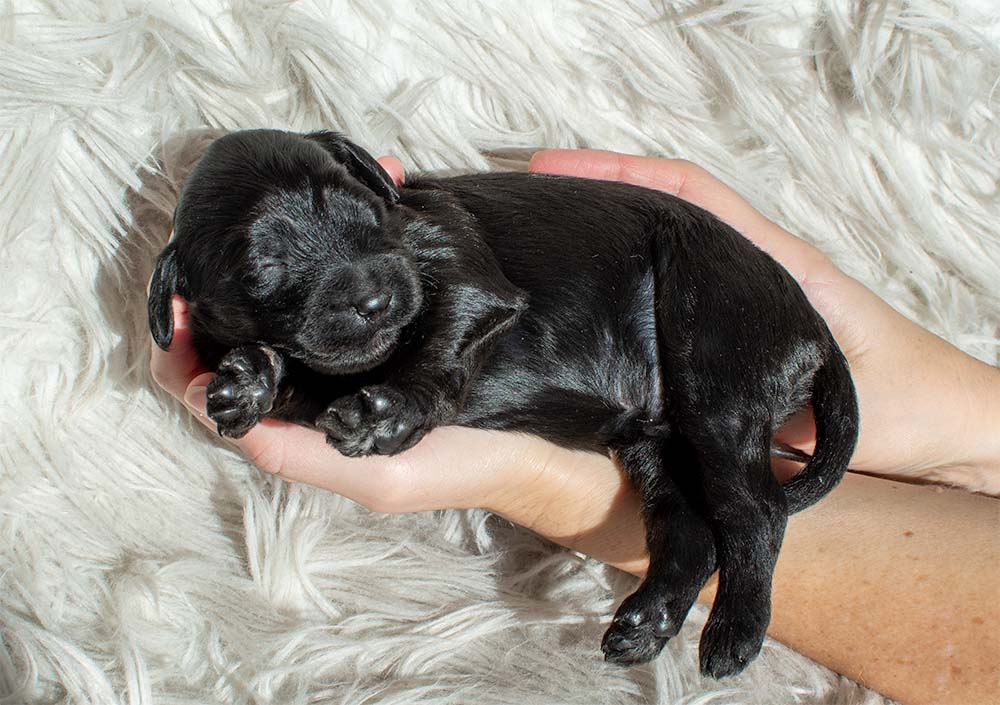 f1bb bernedoodle puppy jack 1 week old black coat tiny white toes