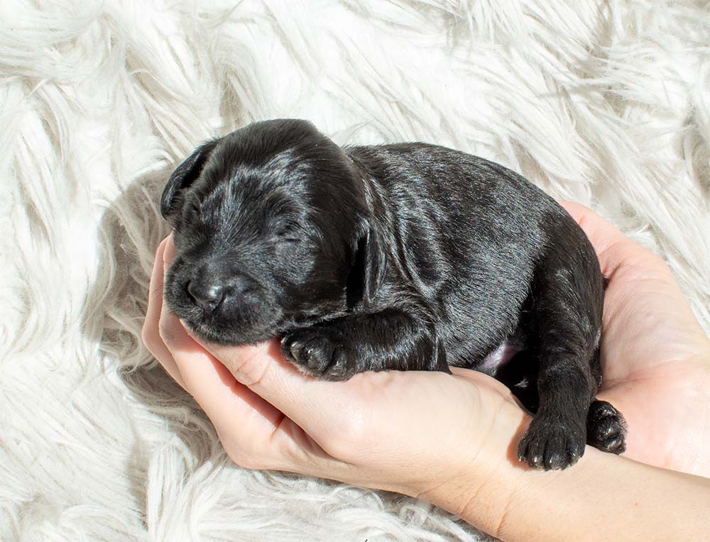 f1bb bernedoodle puppy jack 1 week old black coat tiny waves