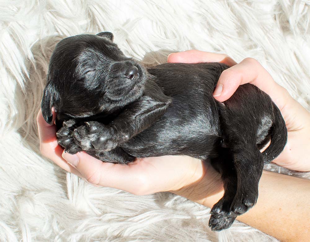 f1bb bernedoodle puppy jack 1 week old black coat white chest