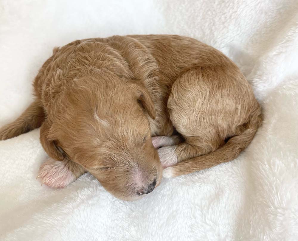 f1bb bernedoodle puppy lady cream coat white markings 1 week old