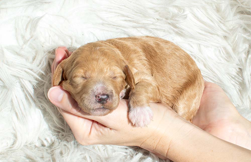 f1bb bernedoodle puppy lady 1 week old cream coat curled up