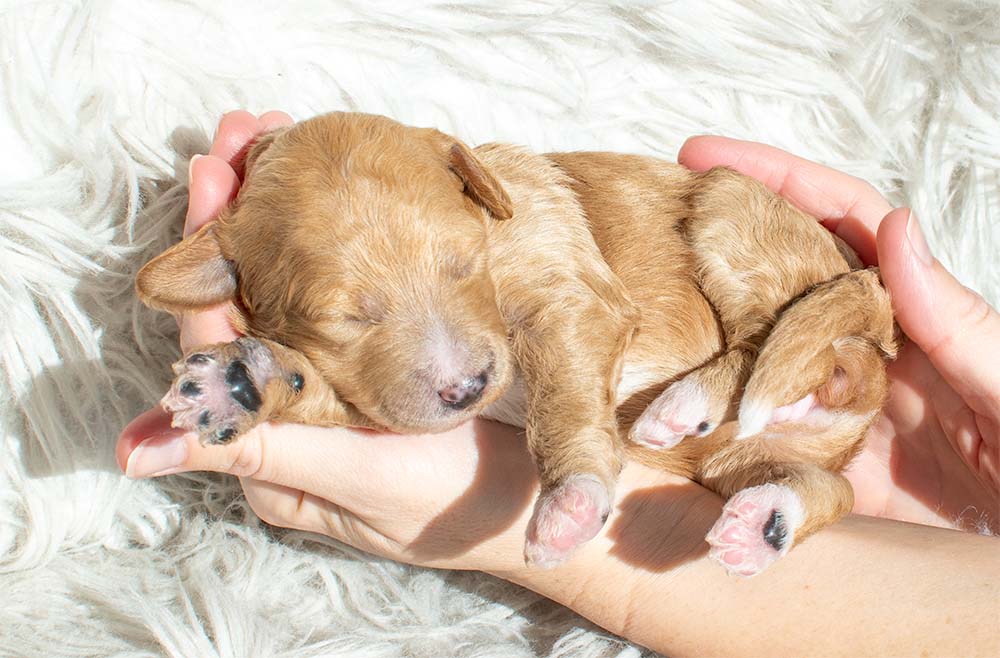 f1bb bernedoodle puppy lady 1 week old cream coat curled up