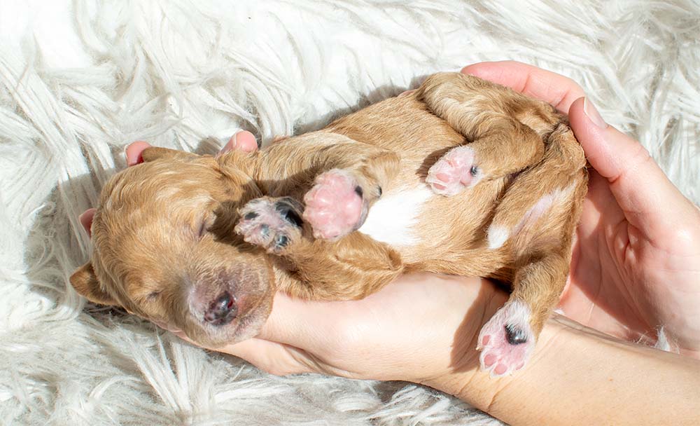 f1bb bernedoodle puppy lady 1 week old cream coat soft waves