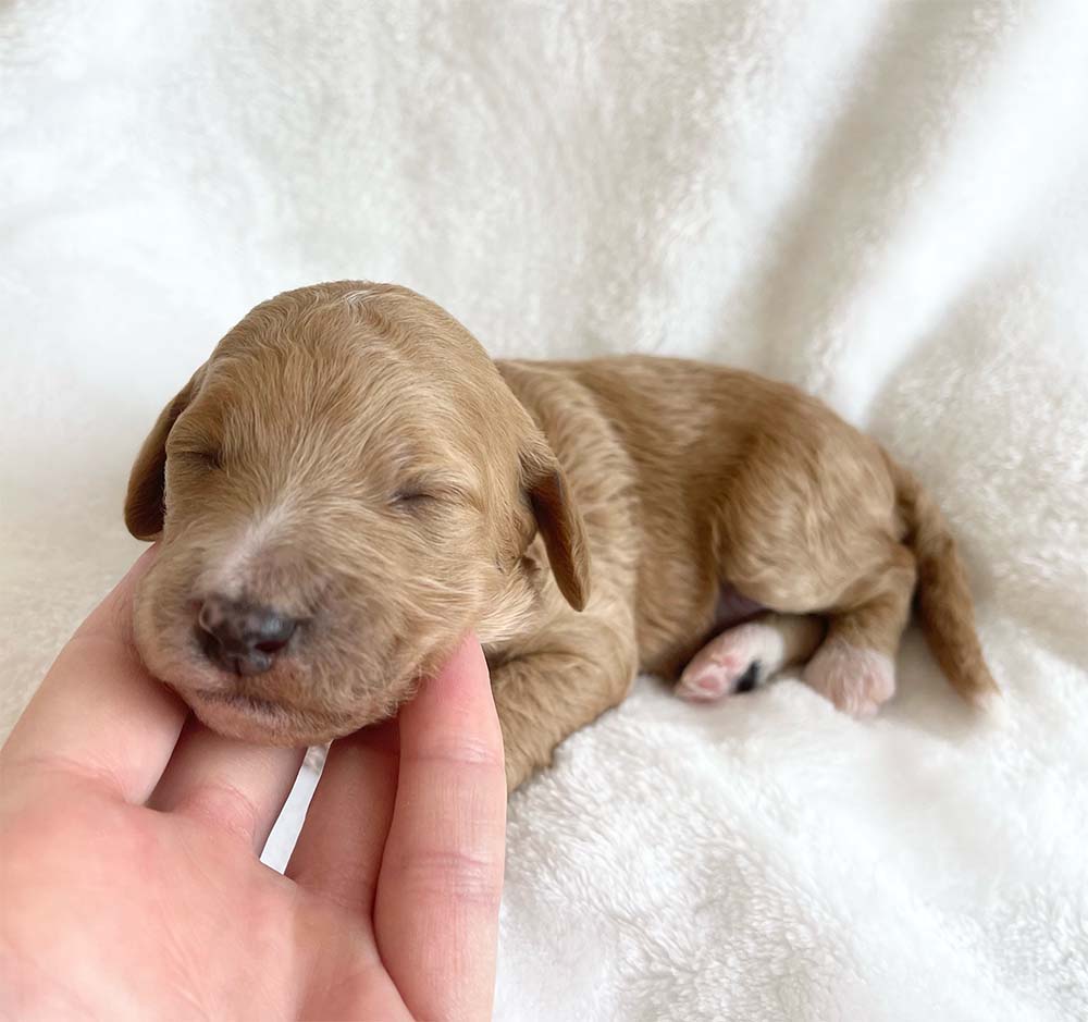 f1bb bernedoodle puppy lady cream and white coat 1 week old