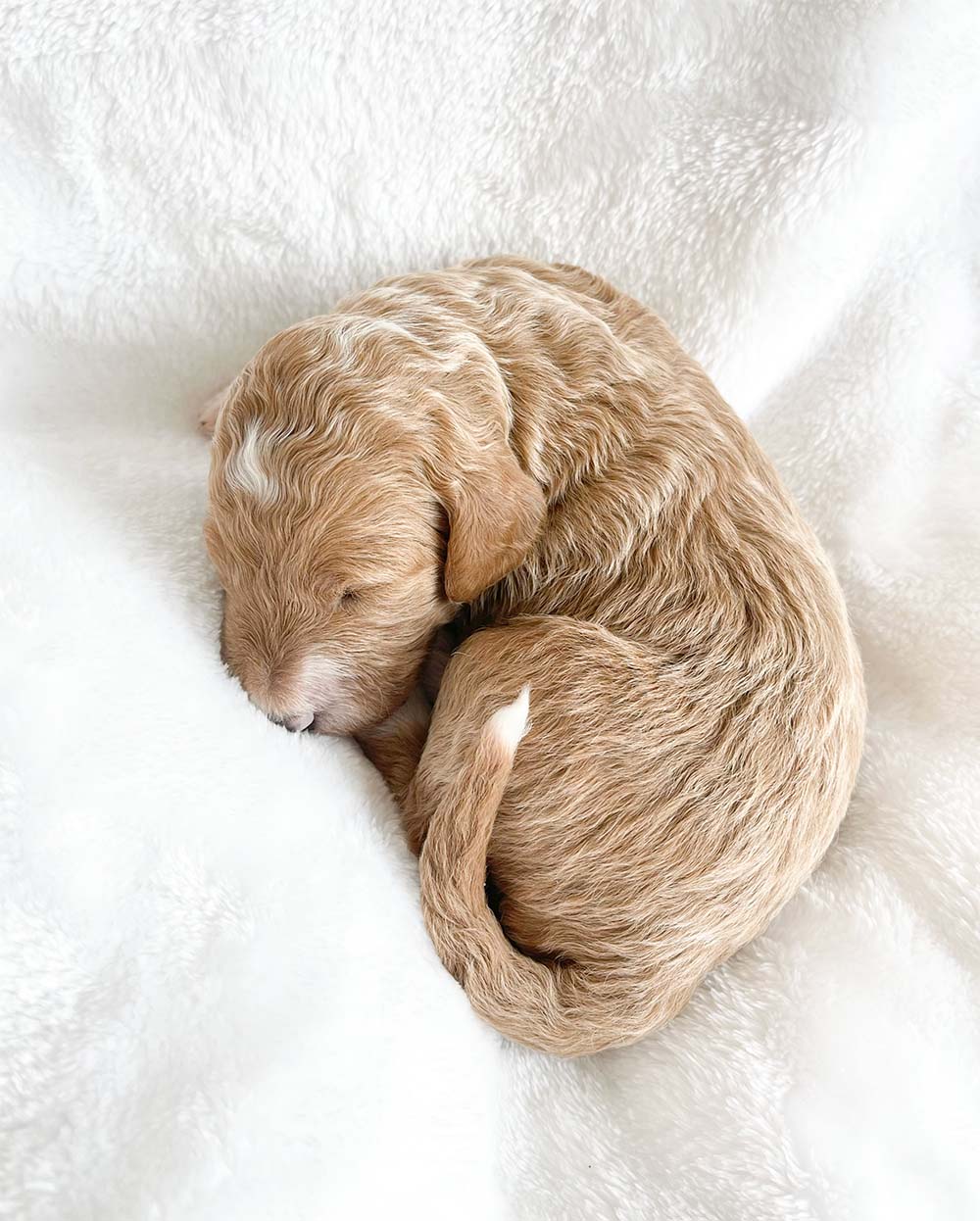 f1bb bernedoodle puppy prince charming 1 week old cream coat curled up