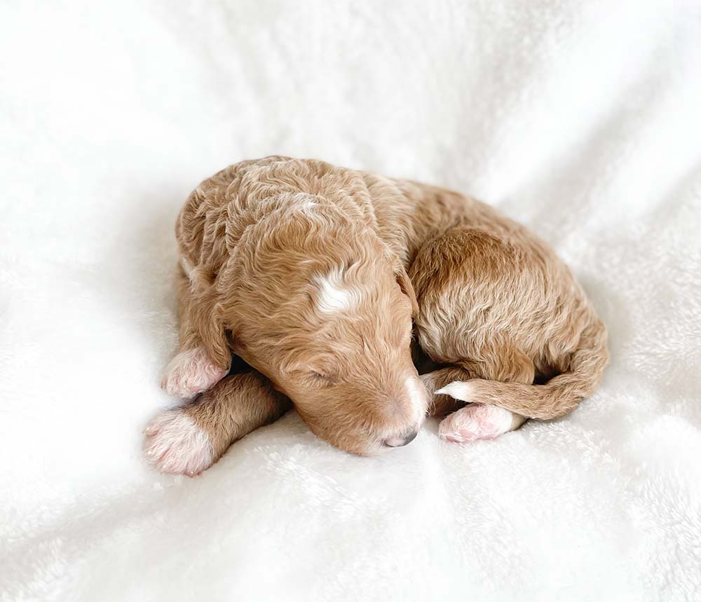f1bb bernedoodle puppy prince charming 1 week old cream coat newborn pose