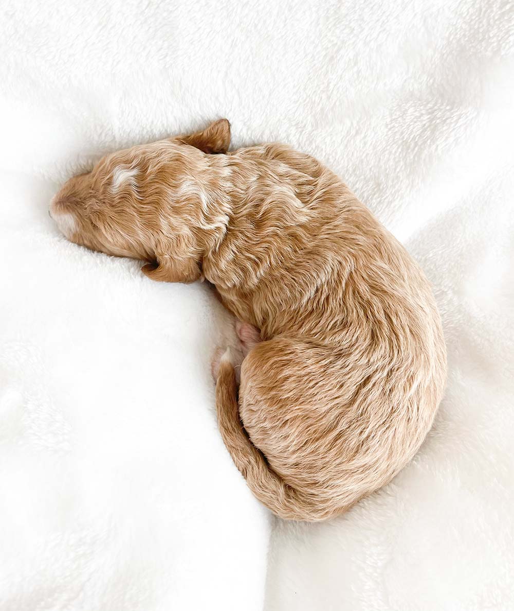 f1bb bernedoodle puppy prince charming 1 week old cream coat