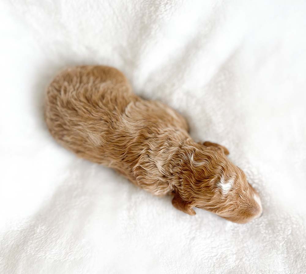 f1bb bernedoodle puppy prince charming 1 week old cream wavy coat