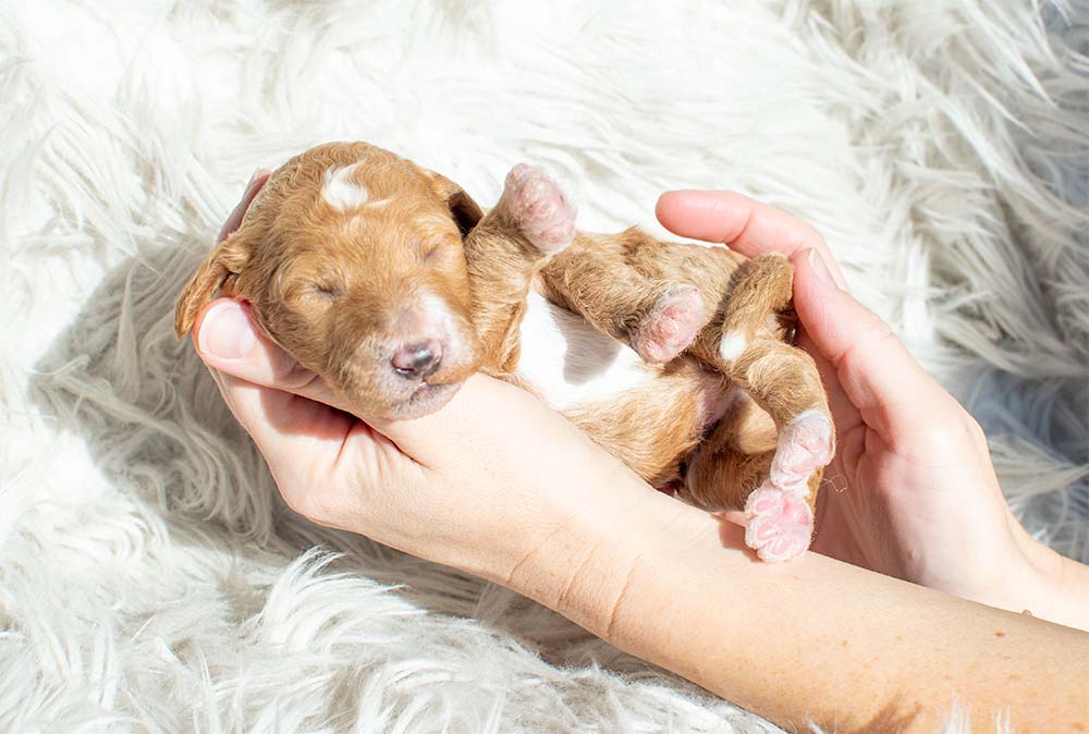 f1bb bernedoodle puppy prince charming 1 week old cream coat curled up