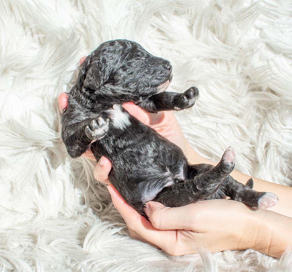 f1bb bernedoodle puppy trusty 1 week old black coat white markings