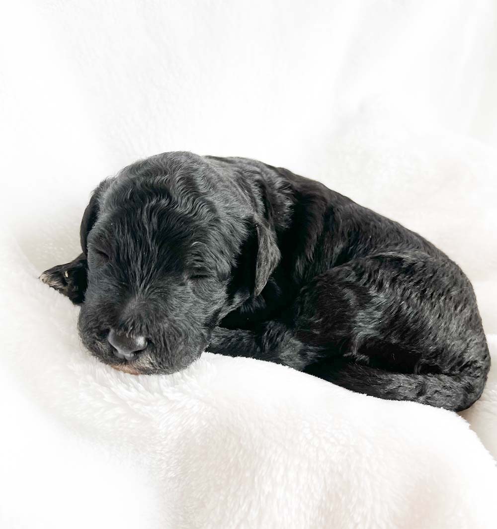 f1bb bernedoodle puppy trusty 1 week old black coat white paws