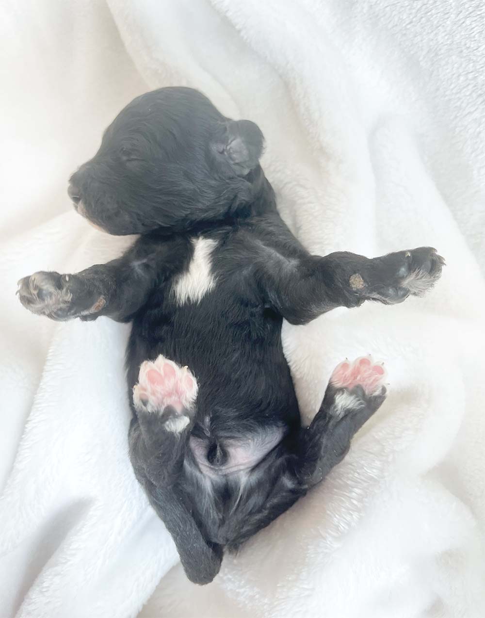 f1bb bernedoodle puppy trusty 1 week old black wavy coat
